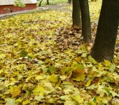 листья во дворе