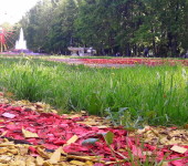 парк толстого цветники